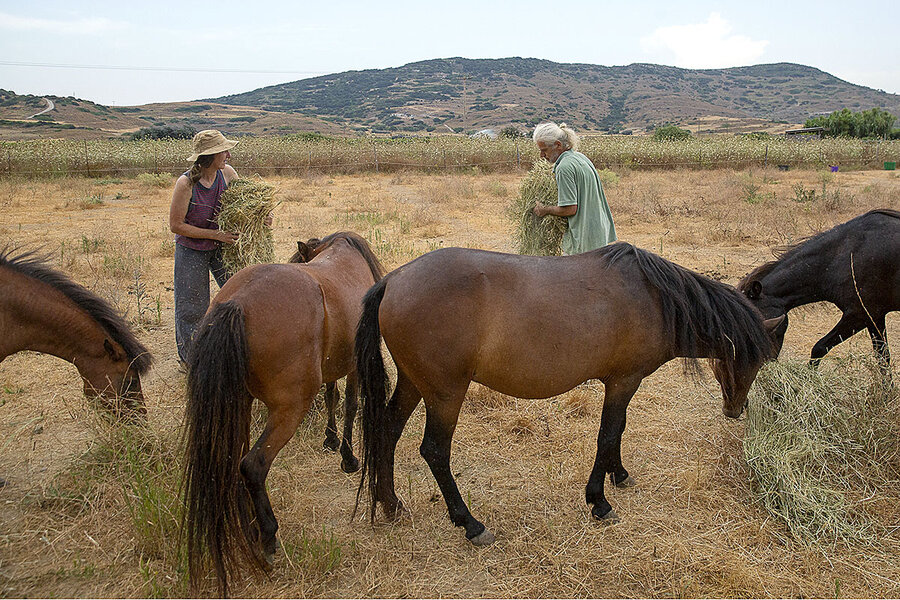 Come and help us care for a critically endangered breed of pony and have an  adventure in Skyros Island, Greece