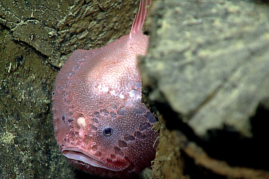 Blobfish: Adaptation as a Deep Sea Fish & More - Fish Laboratory