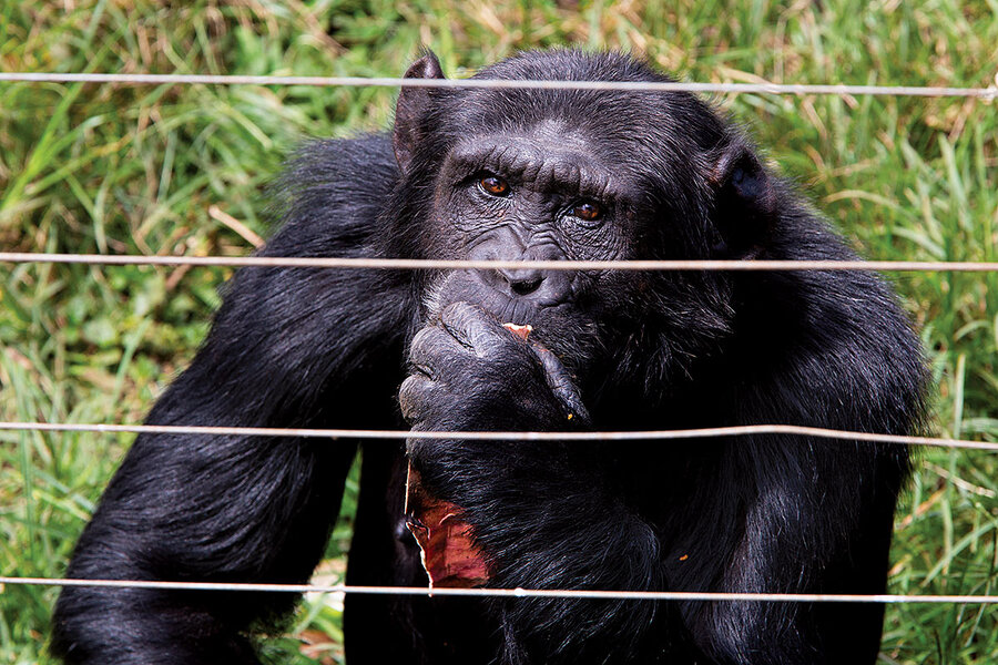 Ngamba Island Chimpanzee Sanctuary - CSMonitor.com