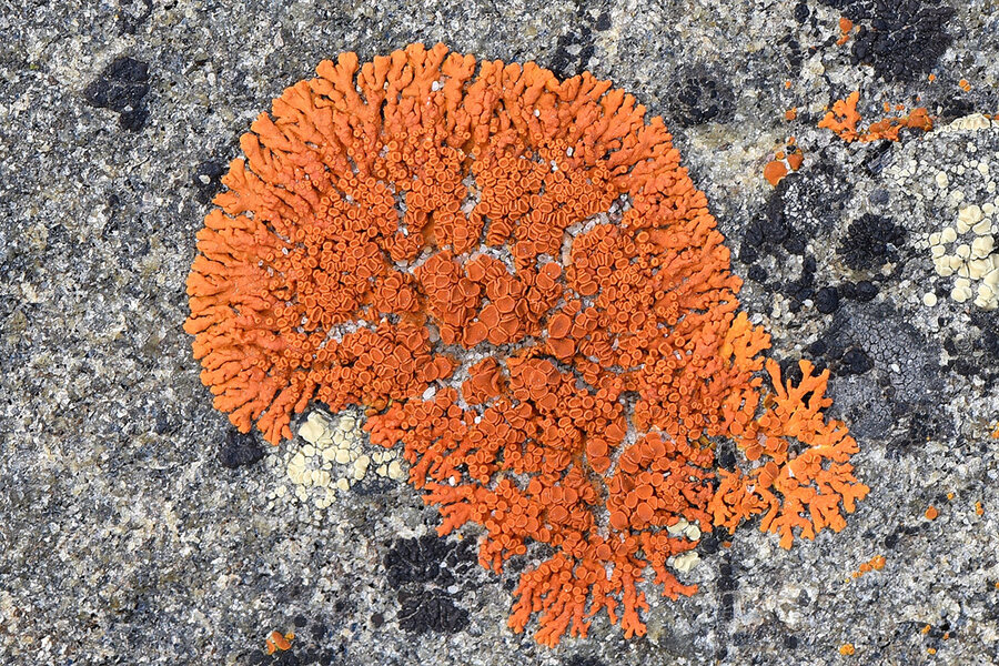 Moss and Lichen: Wait, what's the difference? - Canadian Museum of Nature