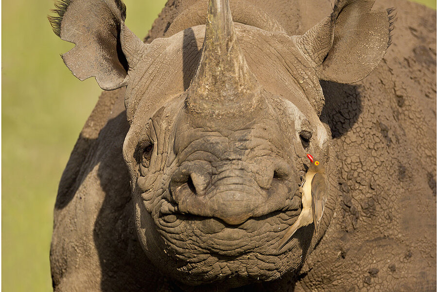 oxpecker and rhino relationship