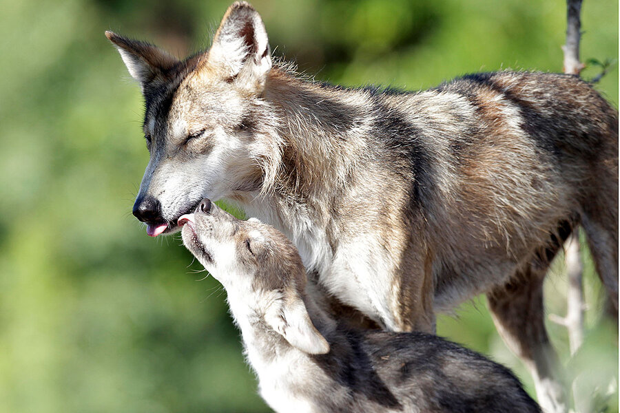 A rare Mexican gray wolf is wandering out of bounds in New Mexico : NPR