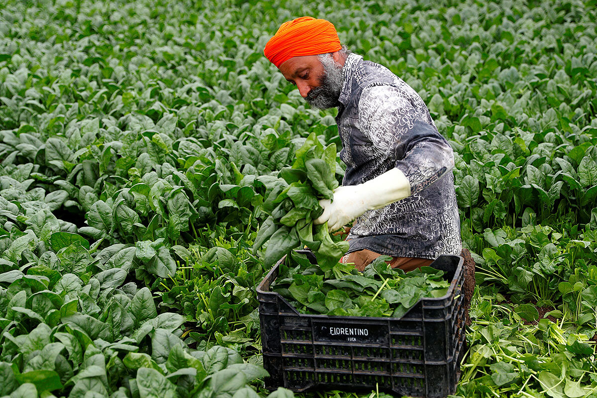 Work in italy. Italy Farm workers Salery. Italians workers..