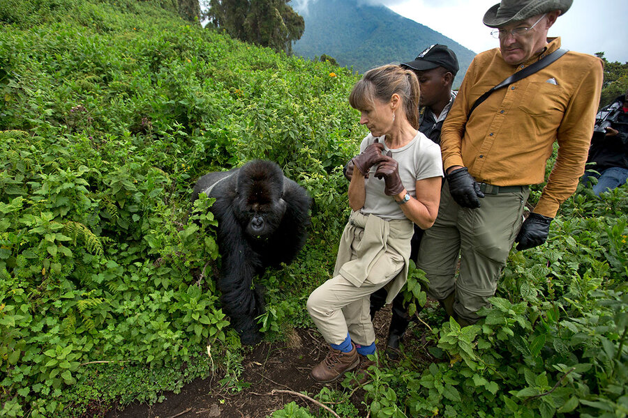 How Africa's Mountain Gorillas Staged a Comeback, Science