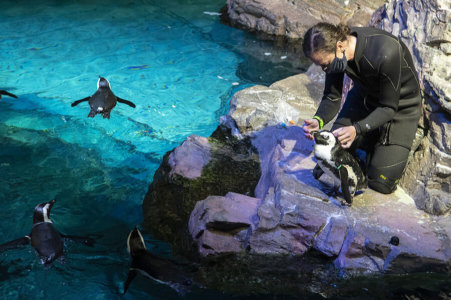 As pandemic lockdown ends, zoo animals get help from staff As pandemic lockdown ends, zoo animals get help from staff