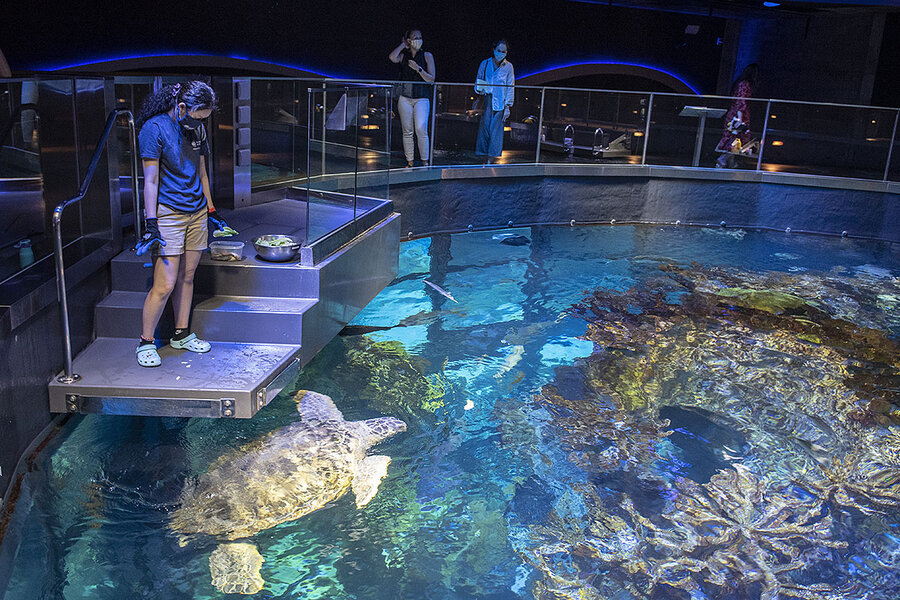 As pandemic lockdown ends, zoo animals get help from staff As pandemic lockdown ends, zoo animals get help from staff