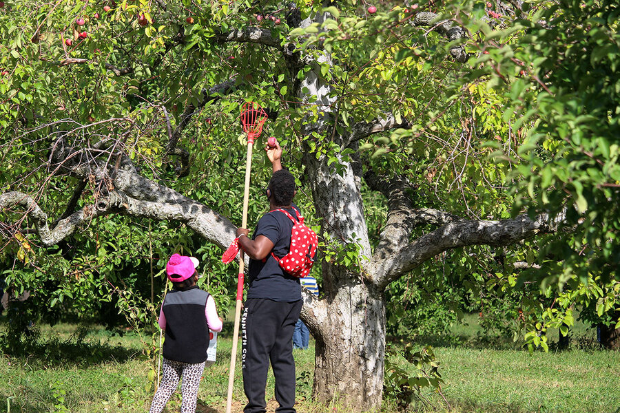 Crisp air and apples: Pandemic-weary folks flock to pick-your-own farms