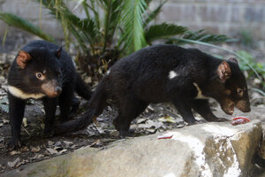 In conservation win, Tasmanian devils return to Australian