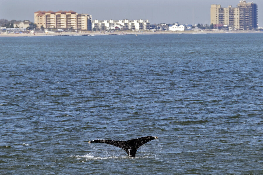 Young humpback whales flock to waters off New York City to dine