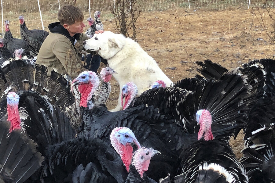 Has Thanksgiving lost its gobble? Farmers face small gatherings. -  