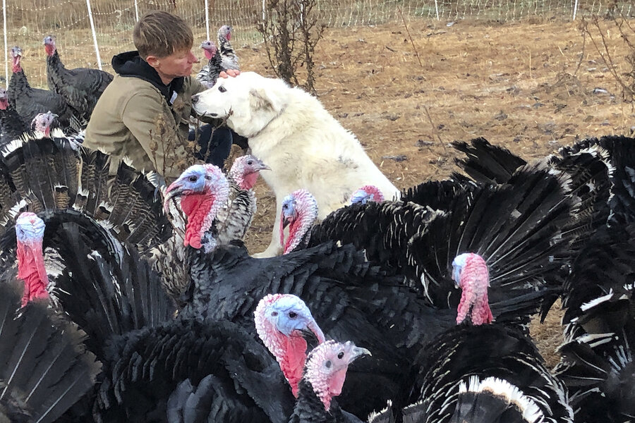 Has Thanksgiving lost its gobble? Farmers face small gatherings. - Has Thanksgiving lost its gobble? Farmers face small gatherings. -