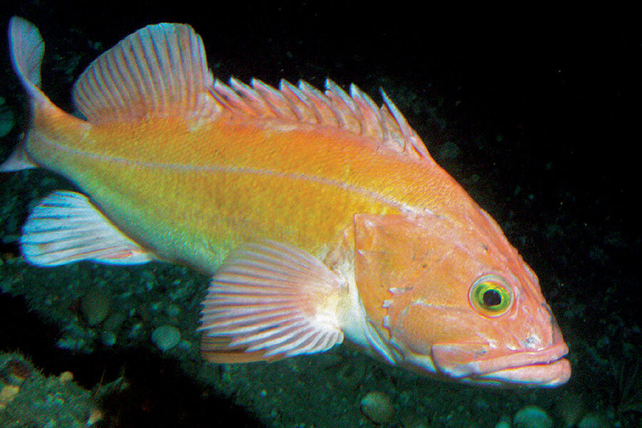 Cacao without deforestation? Land reform in Brazil bears fruit.