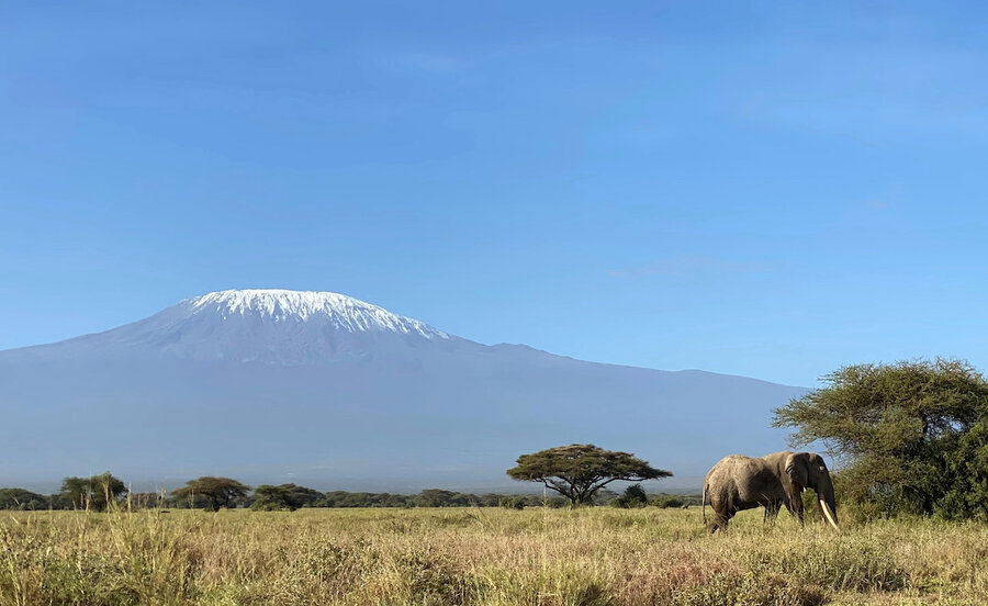 Elephants vs. avocados: A battle of economics in Kenya