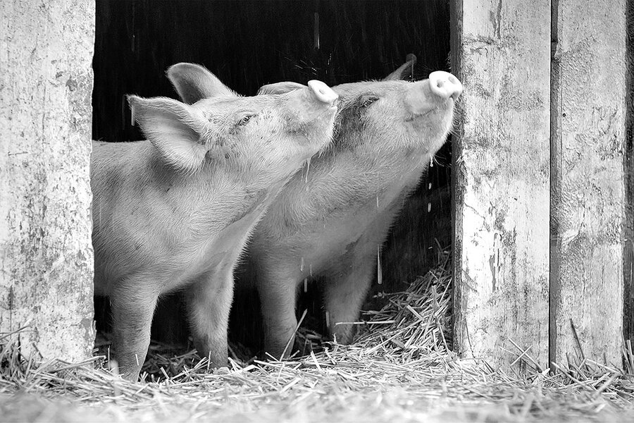 Farm animals – especially pigs – star in Oscar-shortlisted documentary -  