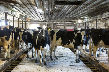 Pandemic lesson: New York state develops farm-to-pantry food networks - Vimarsana News