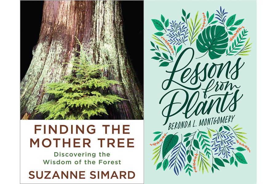 Speaking tree. Mother Tree. Suzanne Simard finding the mother Tree. Finding the mother Tree book.