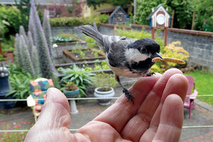 Chickadee top Love