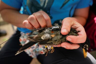 Where do birds fly? Tiny tracking backpacks hold the answer. - Vimarsana News