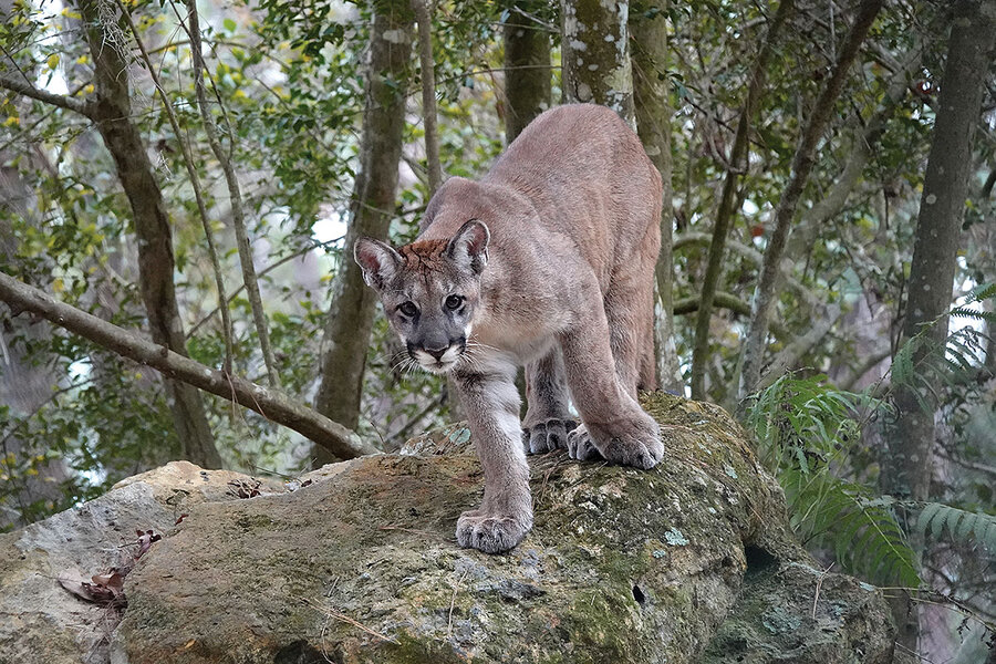 Florida's panther population is growing. So is its human population. -  