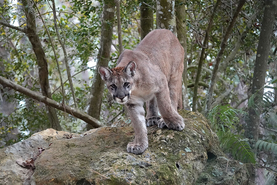 Florida's panther population is growing. So is its human population. - Florida's panther population is growing. So is its human population. -