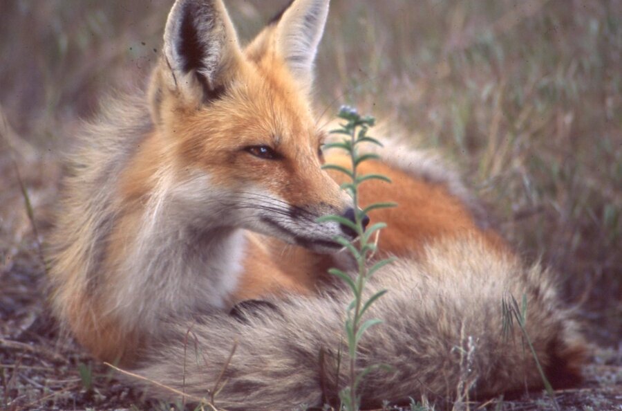 Fox & I': Can humans and animals ever really be friends? Fox & I': Can humans and animals ever really be friends?