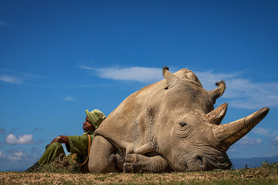 In Pictures: Inside the quest to save the northern white rhino