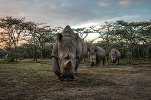 In Pictures: Inside the quest to save the northern white rhino