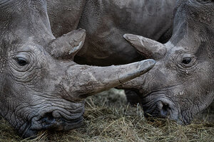 In Pictures: Inside the quest to save the northern white rhino