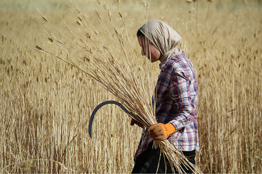 Jordanians get a taste of history in their daily bread - Vimarsana News