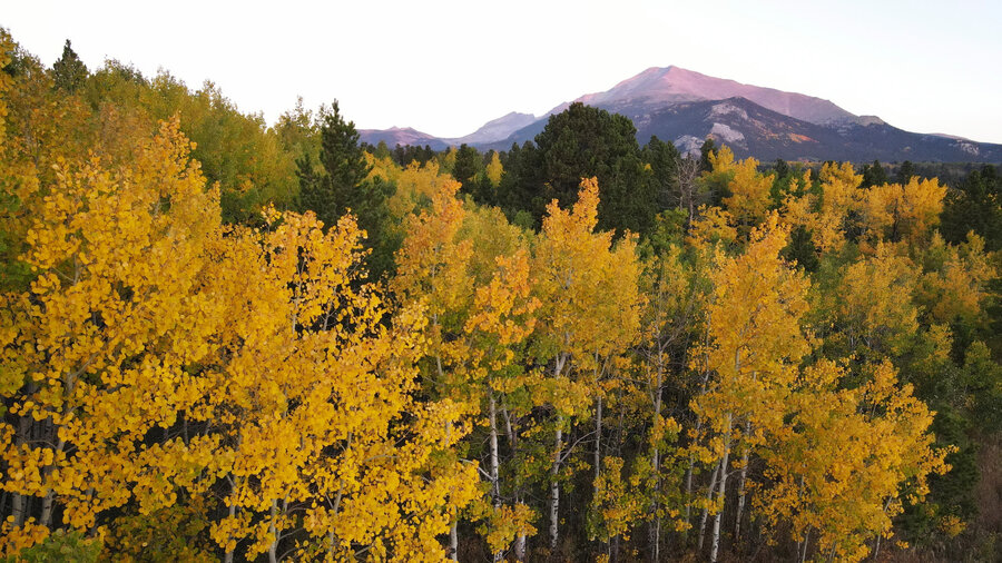 How climate change disrupts fall foliage