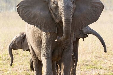 Elephant evolution: Will poaching mean no more tusks in Mozambique? - Vimarsana News