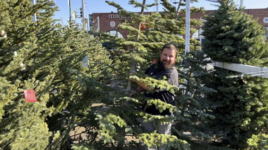 Why finding the perfect Christmas tree may be harder this year - Vimarsana News