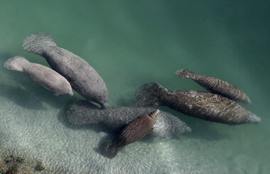 Pollution is starving Florida manatees. Can this plan feed them? - Vimarsana News