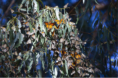 Monarchs swarm California coast, bringing beauty, joy, and hope. - Vimarsana News