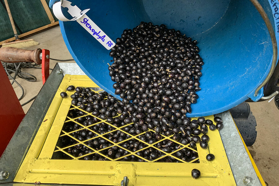 Why this climate-resilient coffee may be just what farmers need