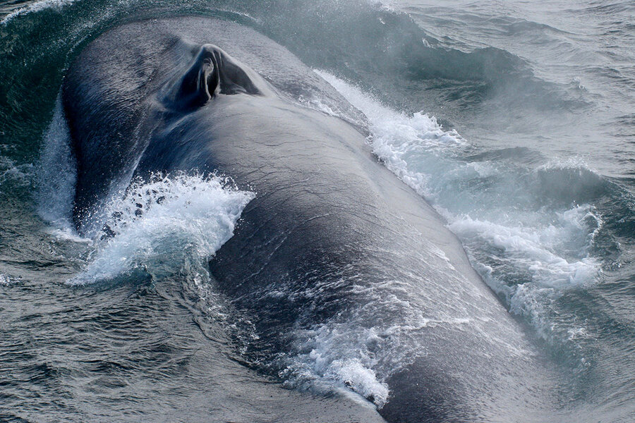 Blue whales: An acoustic library helps us find what we can't see -  CSMonitor.com