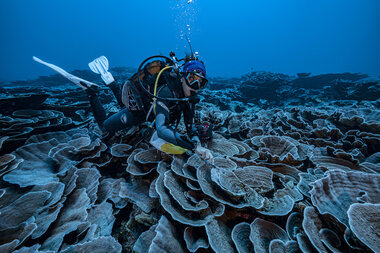 Rare coral reef near Tahiti thrives amid climate change - Vimarsana News