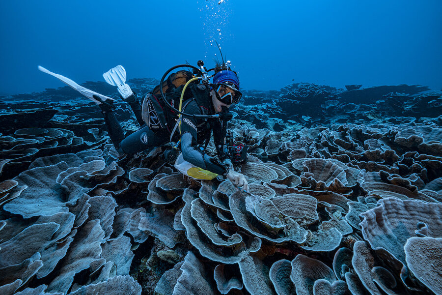 Coral reef, found deep in the pacific, untouched by climate change - Christian Science Monitor