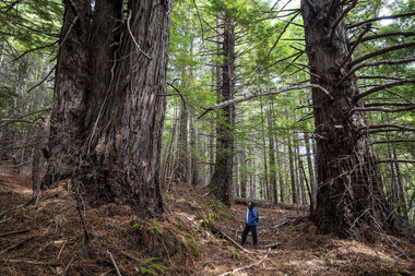Why California gave redwood forest back to Native American tribes - Vimarsana News