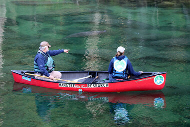 Manatees are starving. Can Florida fix the Indian River Lagoon crisis? - Vimarsana News
