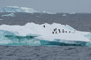 From migrations to guano: What penguins are teaching climate scientists - Vimarsana News