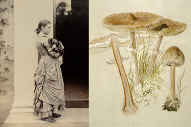 Beatrix Potter, Mycologist: The Beloved Children's Book Author's  Little-Known Scientific Studies and Illustrations of Mushrooms – The  Marginalian