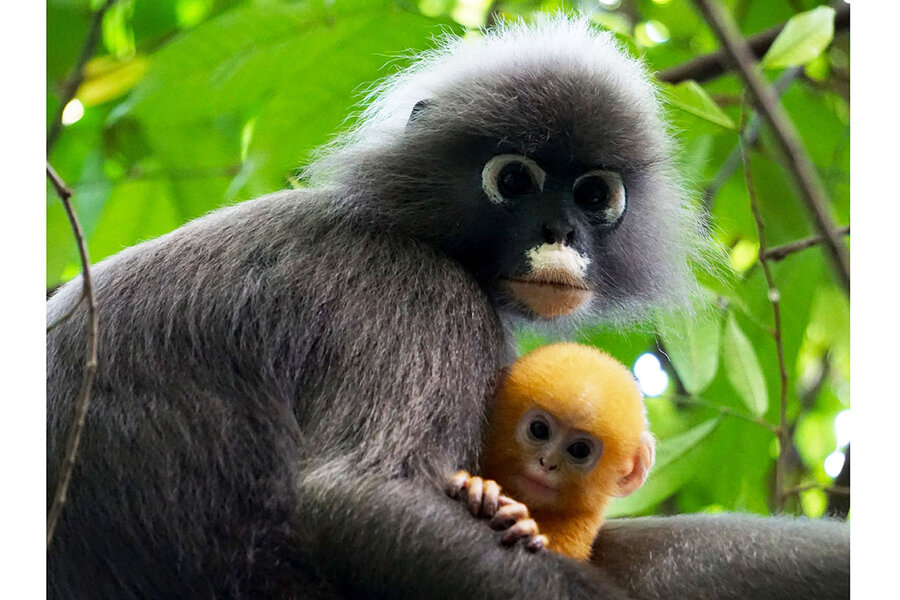 Dusky Leaf-monkey with her very young baby in nature Stock Photo