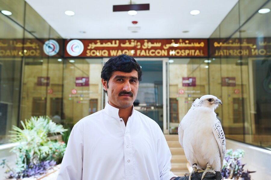 Comment le Qatar sauve les faucons – et ses anciennes traditions