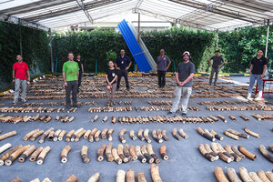 Elephant ivory detective: Biologist uses DNA to trace poaching