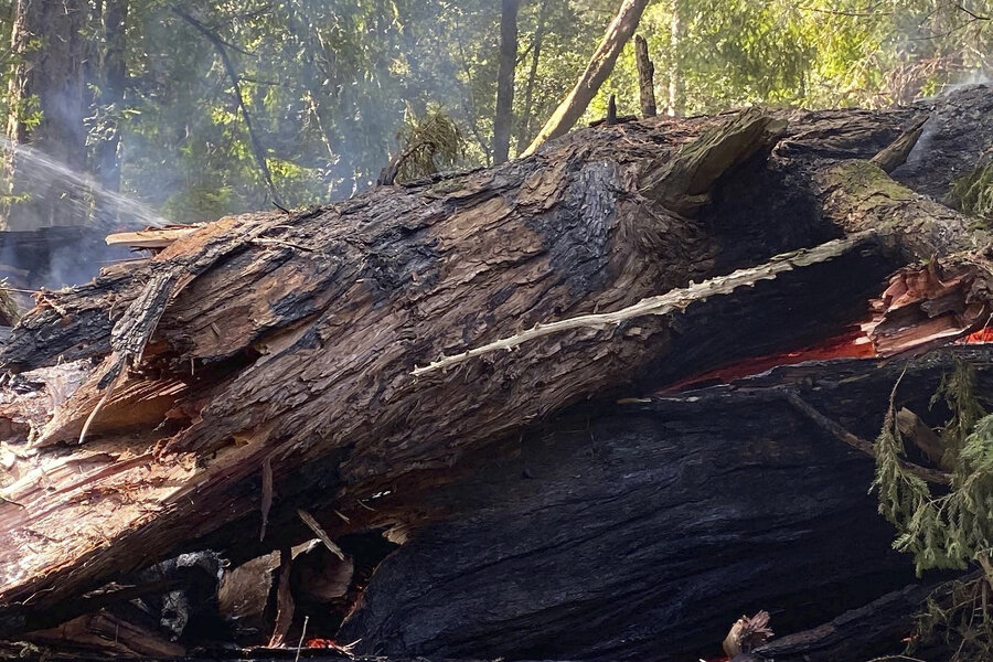 Holding the tree line: Biden protects old forests on Earth Day -  CSMonitor.com