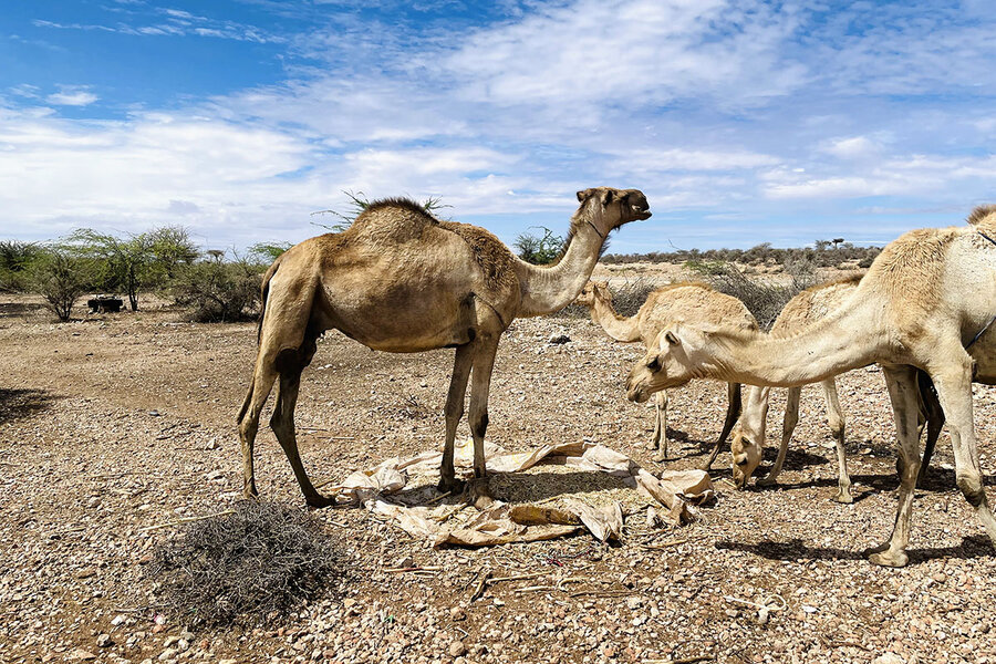 David Bruckmeier. A group of underfed camels in the semidesert south of Qool Cadey, Somaliland, April 26, 2022. 