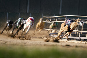 Final lap Greyhound racing nears its demise in US. CSMonitor