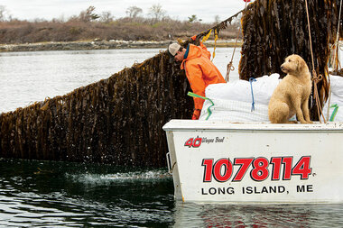 Seaweed Inc.: As climate threatens lobster, Maine eyes new cash crop - Vimarsana News