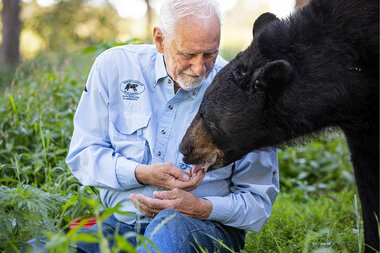 Lynn Rogers says black bears are friends, not foes. Could he be right? - Vimarsana News